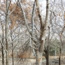 서울 한강 암사생태공원~광나루한강공원~성내천~잠실한강공원~탄천 답사 이미지