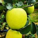 64 | 사과 시나노골드 경북 봉화 청송, 64% 할인 후기 정보 총정리