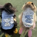 봉주르독 이미지