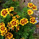 메리골드 이미지