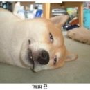 페이버 이미지