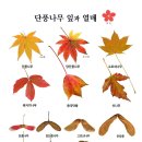 단풍나무 종류 이미지