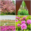 남천약국 | 난지천공원 하늘공원 평화의공원 봄꽃 구경