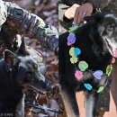 육군 군견훈련소 이미지