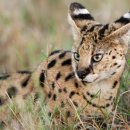 사바나동물병원 이미지