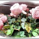 교동시장 1 이미지