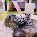 마리앤쥬 이미지