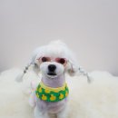 개캉스 살롱 이미지