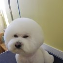 개뜰 애견미용실 이미지