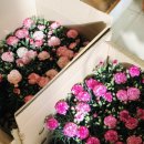 플로리스트윤지