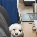 멈무아지트 | 군자역술집 안주 퀄리티 대박! 새로 오픈한 캐주얼 다이닝 '쇼우진' 내돈내산 솔직후기