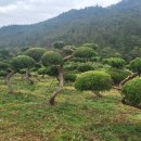 조선농장 이미지