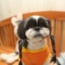 루루퍼피 이미지