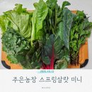 신선농장 | 내돈내산 신선한 샐러드 채소 주은농장 스프링살랏 미니 택배 후기
