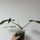 플로리다 - 영등포구 은행로 29 | 플로리다뷰티 바리에가타 삽목 번식 1개월 후기(성공적)