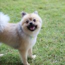 달리포유 이미지