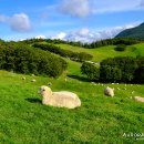 풀내음목장 이미지