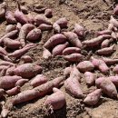 달콤한마법사 이미지