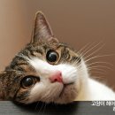 헤어인 하슬라