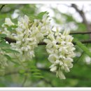 아까시나무(Robina pseudoacasia), 아카시아(False acasia) 이미지