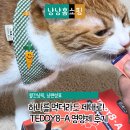 A-8 | 수의사 개발 반려동물 TEDDY8-A 영양제 후기, 예민한 고양이 분리불안해소 항산화 케어