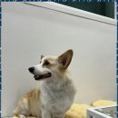 더빛나개 이미지