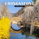 창녕군 영산도서관 | 창녕 벚꽃명소 가볼만한곳 영산 만년교 연지못 벚꽃개화현황