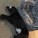 까만눈안경 이미지