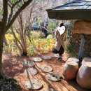 석부작박물관 | 3월 제주 여행 : 제주도에서 사진 제일 잘 나오는 곳, 숨도 (구) 석부작박물관 후기