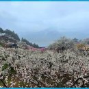 청매실농원 이미지