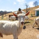 홍천산양목장 이미지