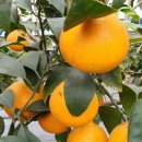 기청농장 이미지