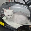 개밥주는고양이