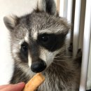 멍이와 냥이의 부엌 이미지