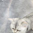 캣츠앤몬스터