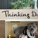 머무름 펫 이미지