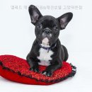 옐레드 애견유치원 & 호텔 고양덕은점 네이버블로그
