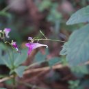 물봉선 Impatiens textorii Miq. 이미지