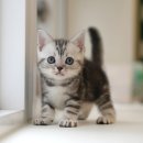 부산고양이분양 미유펫 이미지