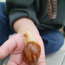 아롱별손톱