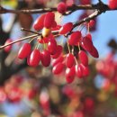 산수유한의원 이미지