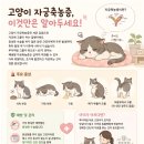 25시 동물병원 | [고양이 자궁축농증] 수술 후기 — 25시 동물의료센터 수의사가 알려주는 원인과 예방