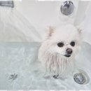 애견멀티샵 | 제주공항근처 제주 애견 멀티숍 체험 후기