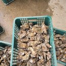 [8] 남파랑길 79코스 원등마을회관~회진시외버스터미널(26.5km) - 2025.11.12. 이미지