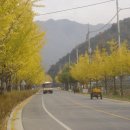 은행나무로 이미지