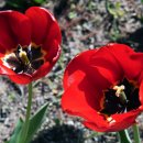 한밭수목원 동원 이미지