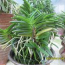 대주농장 이미지