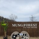 불은면-8 | 강화가볼만한곳 반려견 운동장 추천｜강화 멍숲 애견운동장 대관후기