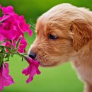 동물병원 산책 이미지