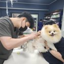 부곡동물병원 | 우리 강아지 똥스키타는 이유, 월곶동 동물병원에서 알려주는 항문낭 해결방법